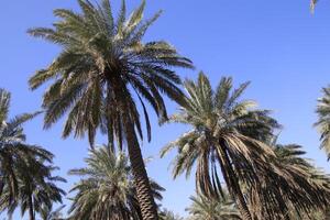 palm trees in the desert with blue sky photo