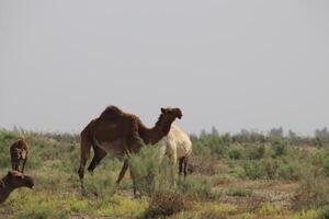 a camel and her baby in the desert photo