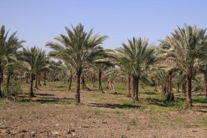 a field of palm trees with blue sky photo