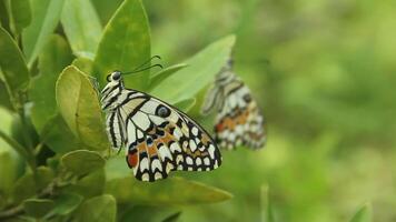 Papilio Demoleus or lime butterfly, beautiful butterfly perched on a lime tree video