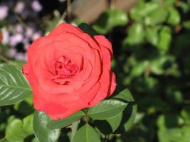 Close up picture of single red rose in garden in Prilep, Macedonia photo