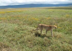 A cheetah in the Ngorongoro Crater walks through a pasture looking for prey on a cloudy spring day photo