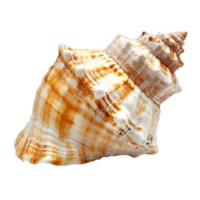 Seashells Unveiled A Journey into the World of Oceanic Shells png