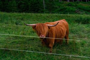 Big fluffy brown highland cow with huge horns in a small field of grass near a forest with big high trees photo