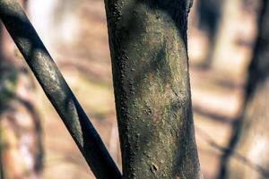 Laburnum bark background. Natural bean surface texture photo