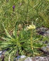 Yellow flower of Sempervivum globiferum Gold Nugget succulent in spring photo