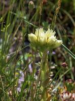 Yellow flower of Sempervivum globiferum Gold Nugget succulent in spring photo