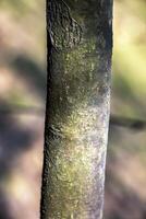 Laburnum bark background. Natural bean surface texture photo