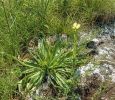 Yellow flower of Sempervivum globiferum Gold Nugget succulent in spring photo
