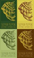 Set of drawing SULPHUR POLYPORE in various colors. Hand drawn illustration. The Latin name is LAETIPORUS SULPHUREUS BULL vector