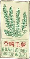 Drawing FRAGRANT WOODFERN in Chinese. Hand drawn illustration. The Latin name is DRYOPTERIS FRAGRANS L. vector