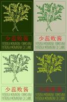 Set of drawing PATRINIA MONANDRA FORMOSANA in Chinese in various colors. Hand drawn illustration. The Latin name is PATRINIA MONANDRA CB CLARKE. vector