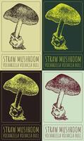 Set of drawing STRAW MUSHROOM in various colors. Hand drawn illustration. The Latin name is VOLVARIELLA VOLVACEA BULL. vector