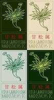 Set of drawing FEDIA GRANDIFLORA in Chinese in various colors. Hand drawn illustration. The Latin name is NARDOSTACHYS DC. vector
