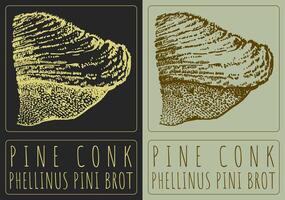 Drawing PINE CONK. Hand drawn illustration. The Latin name is PHELLINUS PINI BROT. vector
