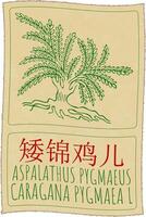 Drawing ASPALATHUS PYGMAEUS in Chinese. Hand drawn illustration. The Latin name is CARAGANA PYGMAEA L. vector