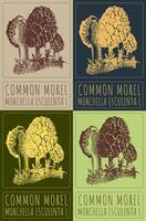 Set of drawing COMMON MOREL in various colors. Hand drawn illustration. The Latin name is MORCHELLA ESCULENTA L. vector