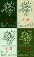 Set of drawing WILD SAGE in Chinese in various colors. Hand drawn illustration. The Latin name is ARTEMISIA FRIGIDA WILLD. vector