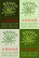 Set of drawing PRICKLY BLUE POPPY in Chinese in various colors. Hand drawn illustration. The Latin name is MECONOPSIS HORRIDULA HOOK. vector
