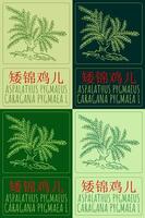 Set of drawing ASPALATHUS PYGMAEUS in Chinese in various colors. Hand drawn illustration. The Latin name is CARAGANA PYGMAEA L vector