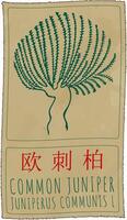 Drawing COMMON JUNIPER in Chinese. Hand drawn illustration. The Latin name is JUNIPERUS COMMUNIS L. vector
