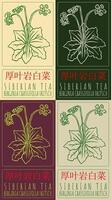Set of drawing SIBERIAN TEA in Chinese in various colors. Hand drawn illustration. The Latin name is BERGENIA CRASSIFOLIA FRITSCH. vector