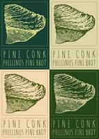 Set of drawing PINE CONK in various colors. Hand drawn illustration. The Latin name is PHELLINUS PINI BROT. vector
