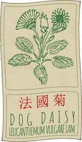 Drawing DOG DAISY in Chinese. Hand drawn illustration. The Latin name is LEUCANTHEMUM VULGARE LAM. vector