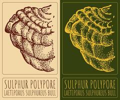 Drawing SULPHUR POLYPORE. Hand drawn illustration. The Latin name is LAETIPORUS SULPHUREUS BULL. vector