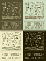 Set of drawing HONEY FUNGUS in various colors. Hand drawn illustration. The Latin name is ARMILLARIA MELLEA VAHL vector