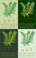 Set of drawing HASTEOLA HASTATA in Chinese in various colors. Hand drawn illustration. The Latin name is CACALIA HASTATA L. vector