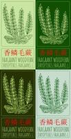 Set of drawing FRAGRANT WOODFERN in Chinese in various colors. Hand drawn illustration. The Latin name is DRYOPTERIS FRAGRANS L. vector
