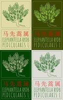 Set of drawing ELEPHANTELLA RYDB in Chinese in various colors. Hand drawn illustration. The Latin name is PEDICULARIS L. vector
