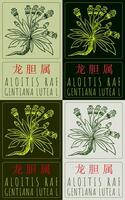 Set of drawing ALOITIS RAF in Chinese in various colors. Hand drawn illustration. The Latin name is GENTIANA LUTEA L. vector