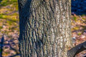 Liriodendron tulip, tulip tree, bark. Liriodendron tulipifera L. Wooden background - texture pattern, for designers photo