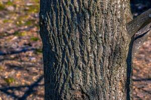 Liriodendron tulip, tulip tree, bark. Liriodendron tulipifera L. Wooden background - texture pattern, for designers photo