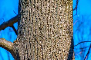 Liriodendron tulip, tulip tree, bark. Liriodendron tulipifera L. Wooden background - texture pattern, for designers photo