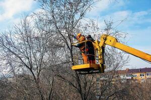 Municipal service workers stand with a chainsaw in a crane basket and trim dangerous trees photo