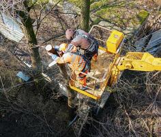 Municipal service workers stand with a chainsaw in a crane basket and trim dangerous trees photo