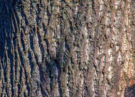 Liriodendron tulip, tulip tree, bark. Liriodendron tulipifera L. Wooden background - texture pattern, for designers photo