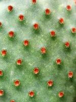 Cactus. Cactus stem close up. Floral background photo