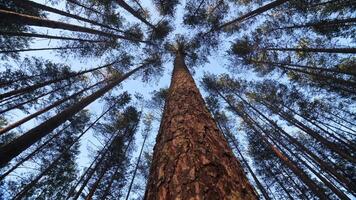 Bottom view of a pine tree trunk in a forest. camera rotates around the trunk video