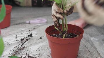 Crop gardener adding soil in potted plant at home video
