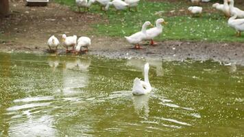 White ducks with orange beaks peacefully coexisting and enjoying time together video