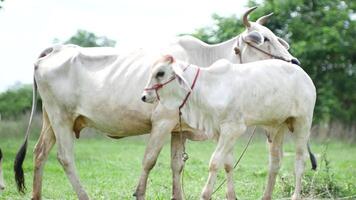 Beautiful footage of cows grazing in a lush field, enjoying the sunshine video