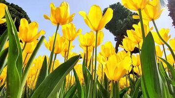 Concept of holiday and spring, flowering of yellow tulips, swaying in wind in rays of sun, lower corner, close-up. video