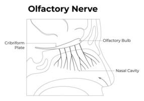Olfactory Nerve Science Design Illustration Diagram vector