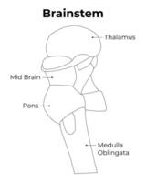 Brainstem Science Design Illustration Diagram vector