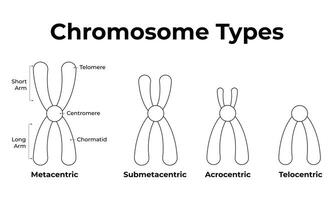 Chromosome Types Science Design Illustration Diagram vector