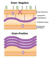 Gram Negative and Gram Positive Science Design Illustration Diagram vector